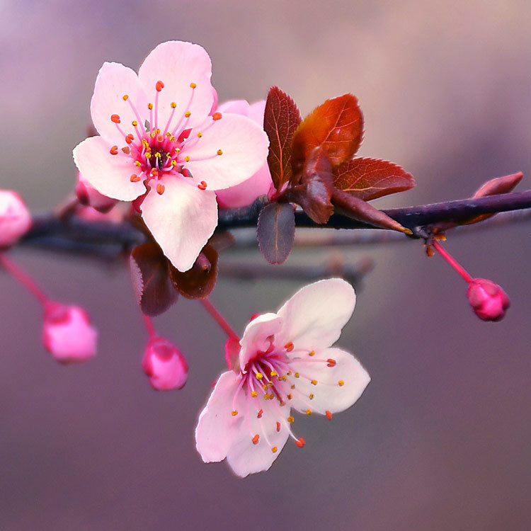 Cherry Blossom Red Spinel and Diamond Ring